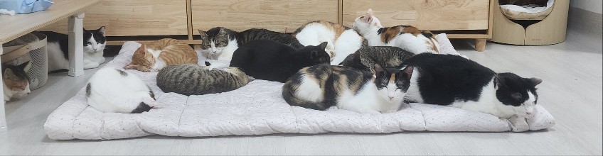 냥글냥글.jpg