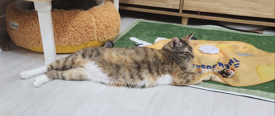 코카.jpg
