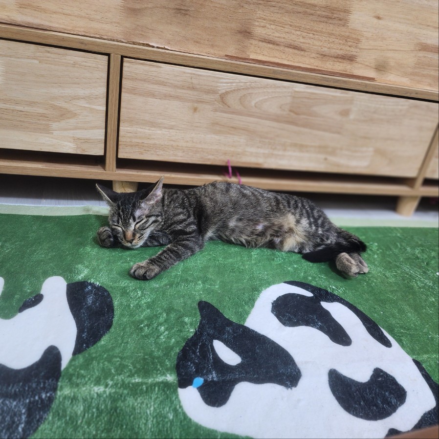 쪼깐이잠.jpg