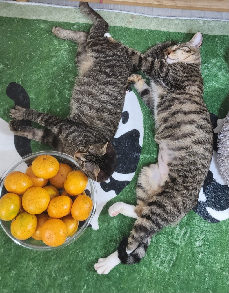 쪼깐이_호이.jpg