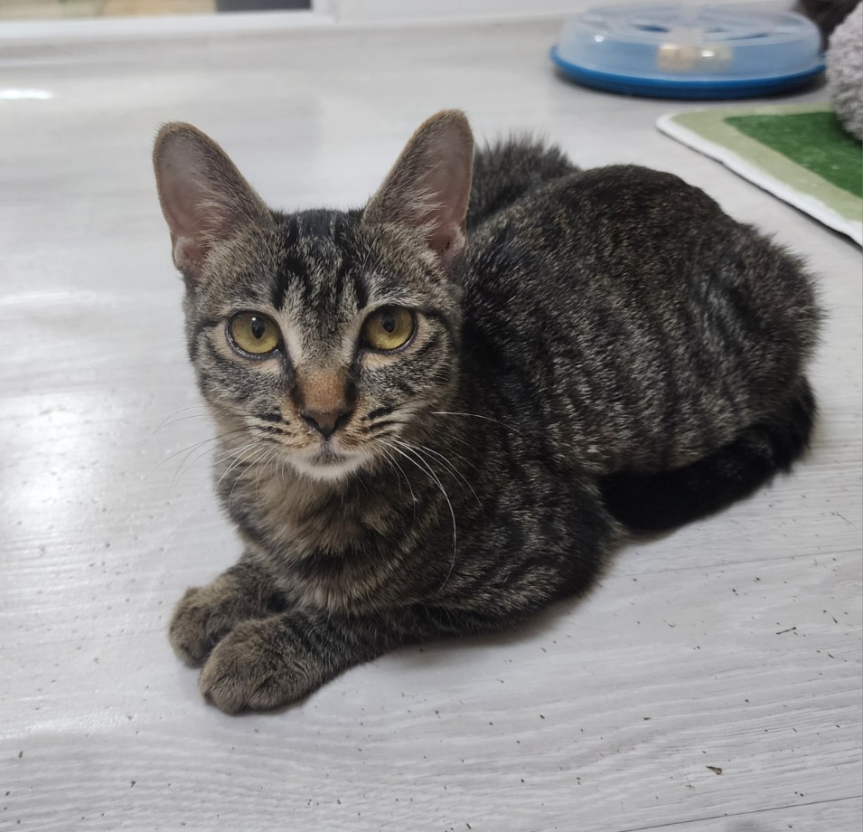 쪼깐이 정면.jpg