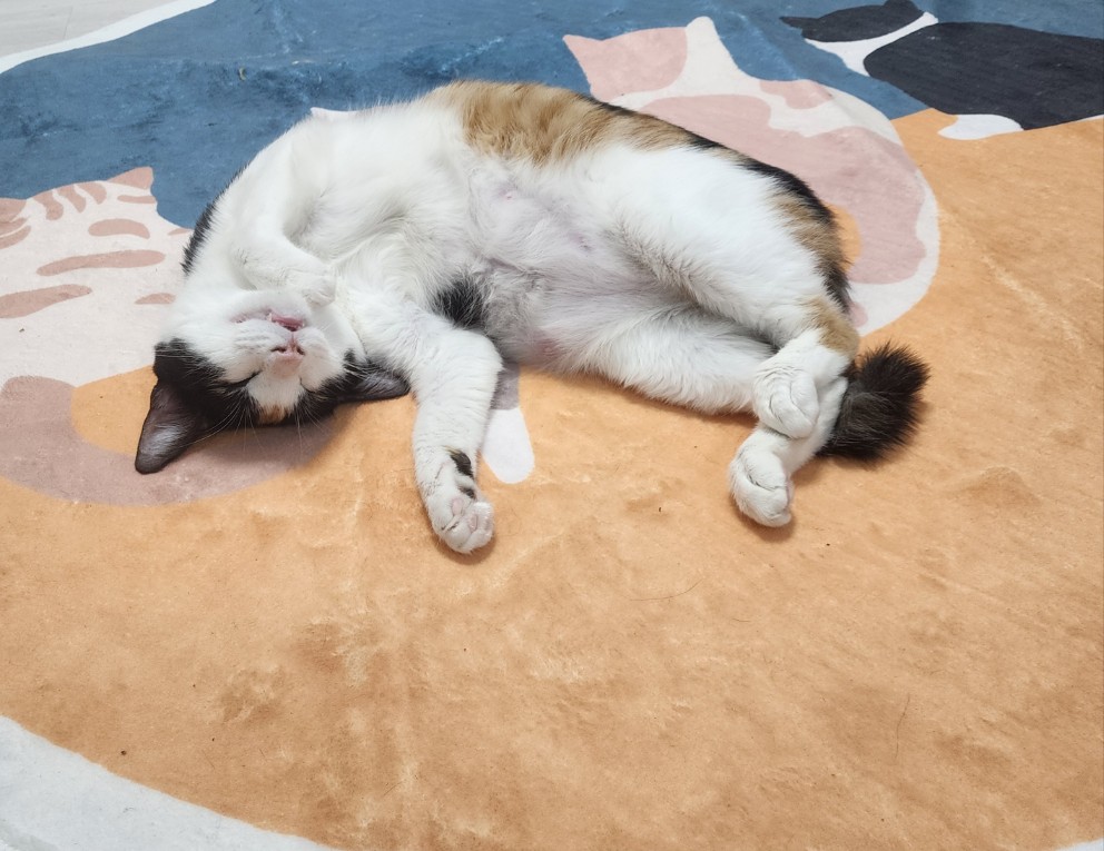 까비잠.jpg